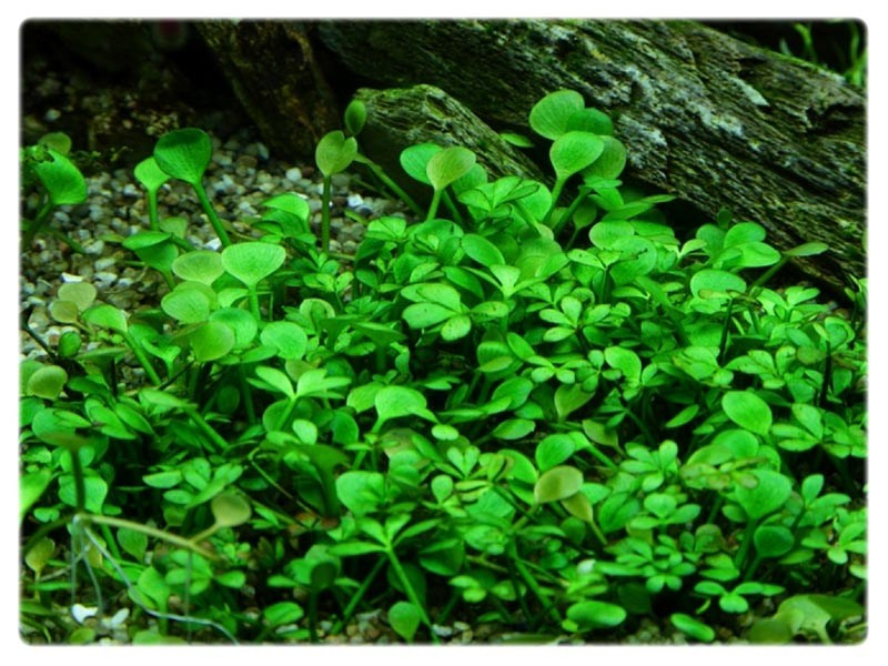 Marsilea Quadrifolia (Hirsuta) kubek 10cm in vitro