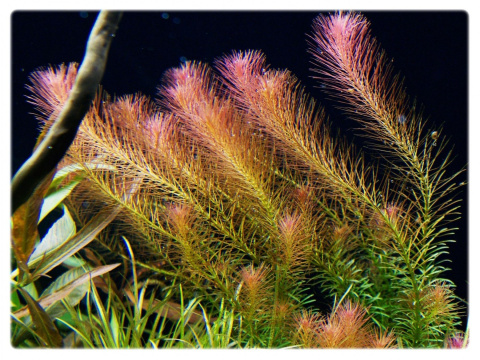 Rotala Wallichii Okółkowa kubek 10cm in vitro Rotala Wallichii Okółkowa kubek 10cm in vitro