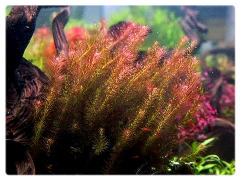Rotala Wallichii Okółkowa kubek 10cm in vitro Rotala Wallichii Okółkowa kubek 10cm in vitro