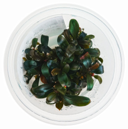 Bucephalandra sp. Serimbu Brown kubek 7cm in vitro