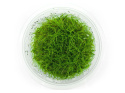 Eleocharis Acicularis PONIKŁO kubek 10cm in vitro