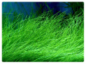 Eleocharis Acicularis PONIKŁO kubek 10cm in vitro