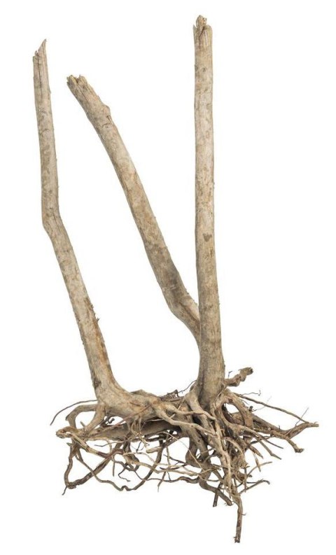 Fine Wood Stump 1kg - wysoki korzeń do akwarium rozgałęziony u dołu Fine Wood Stump 1kg - wysoki korzeń do akwarium rozgałęziony u dołu