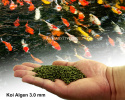 GLOPEX Koi Algen 3,0mm 1kg granulat karma dla ryb stawowych Pływająca