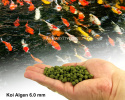 GLOPEX Koi Algen 6,0mm 1kg granulat karma dla ryb stawowych Pływająca