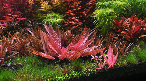 Cryptocoryne Flamingo koszyk Różowa zwartka w koszyku