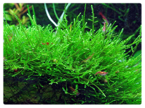 60. Mech Java moss Jawajski ŁATWY W UPRAWIE in vitro 15szt