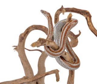 Korzeń japoński Happet kg