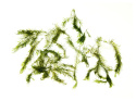 61. Mech Phoenix moss FISSIDENS FONTANUS 30szt