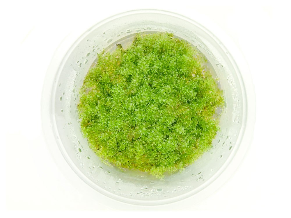 Mech Mini Perlen Moss (sp 610) kubek 10cm in vitro