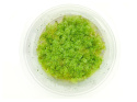 Mech Mini Perlen Moss (sp 610) kubek 10cm in vitro