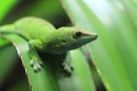 Repti-Zoo Terrarium AK 21x31x15