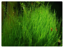 Mech Stringy moss Leptodictyum riparium kubek 10cm