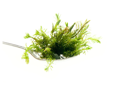 74. Rotala sp Vietnam łatwa porcja in vitro 5szt 74. Rotala sp Vietnam łatwa porcja in vitro 5szt