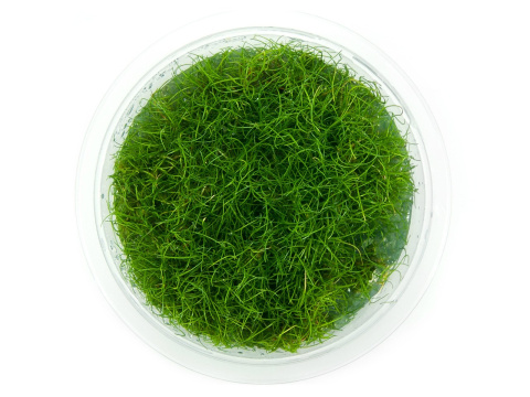 Eleocharis Pusilla kubek 10cm in vitro