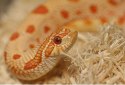 Repti-Zoo Aspen Snake Bedding - podłoże włókna topoli 500 g