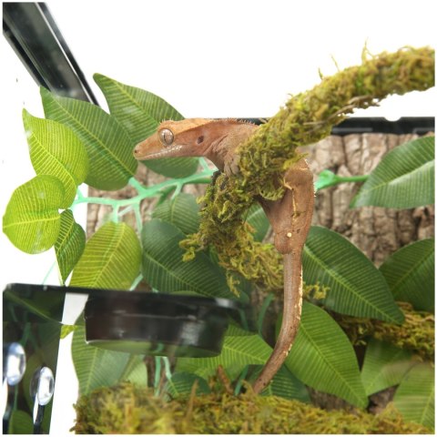 Repti-Zoo Liana z naturalnym mchem 1cm x 2m Repti-Zoo Liana z naturalnym mchem 1cm x 2m