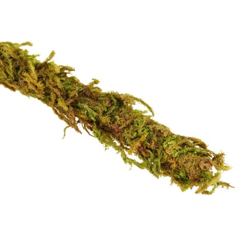 Repti-Zoo Liana z naturalnym mchem 2cm x 2m Repti-Zoo Liana z naturalnym mchem 2cm x 2m