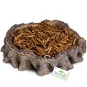 Terrario Root Bowl - Miska do Terrarium 16x16x4 cm