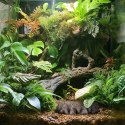 Terrario Root Bowl - Miska do Terrarium 16x16x4 cm