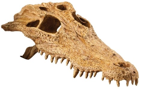 EXO TERRA Crocodile Skull (czaszka krokodyla) EXO TERRA Crocodile Skull (czaszka krokodyla)