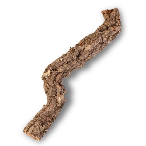 Gałąź z Dębu korkowego 60cm Gałąź z Dębu korkowego 60cm