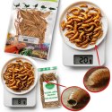 ProBugs Eco-Fresh Cricket 6g - świeże świerszcze