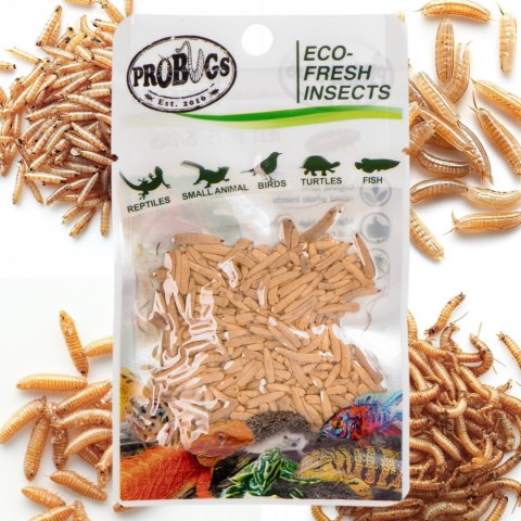 ProBugs Eco-Fresh Riceworm 15 x 15g - świeże larwy muchy 15 szaszetek
