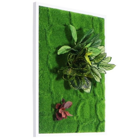 Bello Plant - Zebra White Star - roślina XL do obrazów 3D