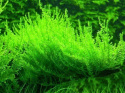 Mech Erect Moss kubek 10cm in vitro