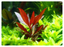 Alternanthera Reineckii Roseafolia PINK kubek 5cm