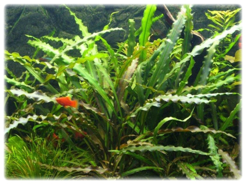 Cryptocoryne Spiralis (Zwartka) koszyk