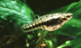 Drobniczka jednodniówka (Heterandria formosa)