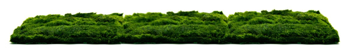 Gotowy trawnik do akwarium z GAŁĘZATKI XL 15x10cm
