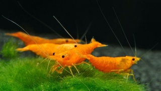 Krewetka Neocaridina ORANGE