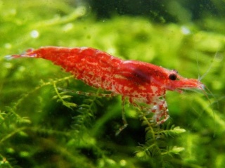 Krewetka Neocaridina RED CHERRY