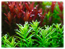 118. Rotala Rotundifolia 'Green' porcja in vitro