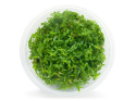 Rotala Rotundifolia 'Green' kubek 10cm in vitro