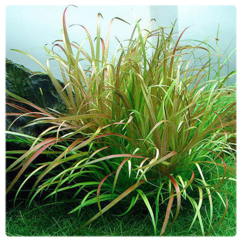 Blyxa japonica, koszyk XXL – trawiasta roślina na pierwszy plan