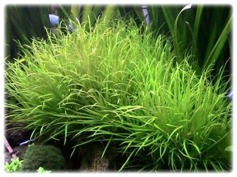 Blyxa japonica, koszyk XXL – trawiasta roślina na pierwszy plan