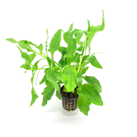 Gymnocoronis spilanthoides – szybko rosnąca roślina akwariowa w koszyku