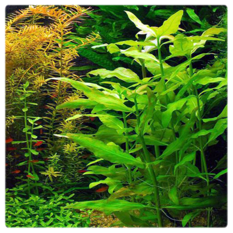 Gymnocoronis spilanthoides – szybko rosnąca roślina akwariowa w koszyku