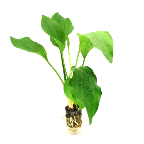 Echinodorus Argentinensis koszyk – duża roślina akwariowa na tylny plan