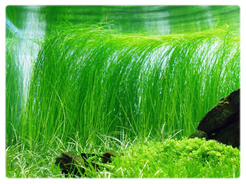 Eleocharis vivipara XXL – trawiasta roślina z koszyczka premium