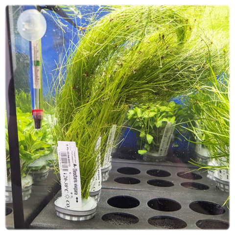 Eleocharis vivipara XXL – trawiasta roślina z koszyczka premium