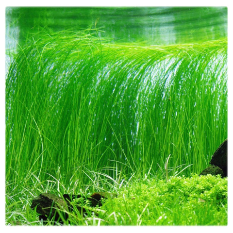 Eleocharis vivipara XXL – trawiasta roślina z koszyczka premium