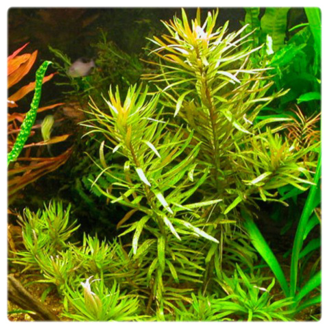 Nesaea pedicellata, koszyk XXL – roślina łodygowa, cytrynowa zieleń