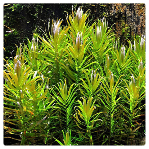 Nesaea pedicellata, koszyk XXL – roślina łodygowa, cytrynowa zieleń