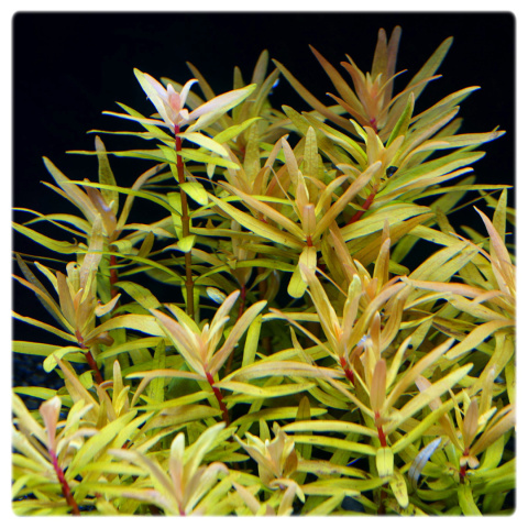 Nesaea gold, koszyk XXL – Piękna złocista roślina na środek i tył akwarium