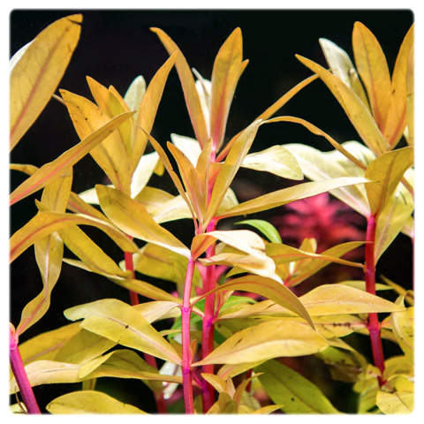 Nesaea gold, koszyk XXL – Piękna złocista roślina na środek i tył akwarium